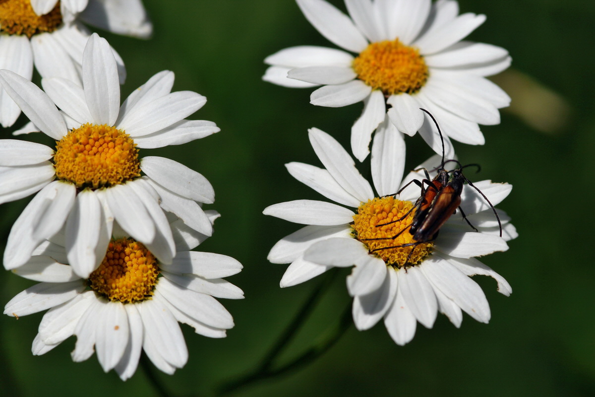 2014_06_27_00047682p_Bildgr��e �ndern