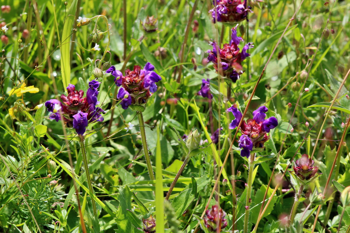 2014_06_27_00047686p_Bildgr��e �ndern