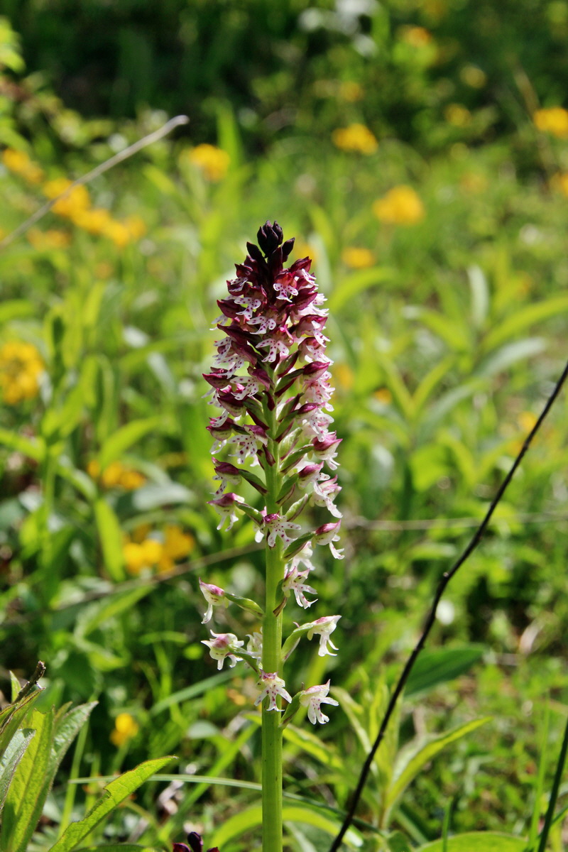 2014_05_03_00041786p_Bildgr��e �ndern