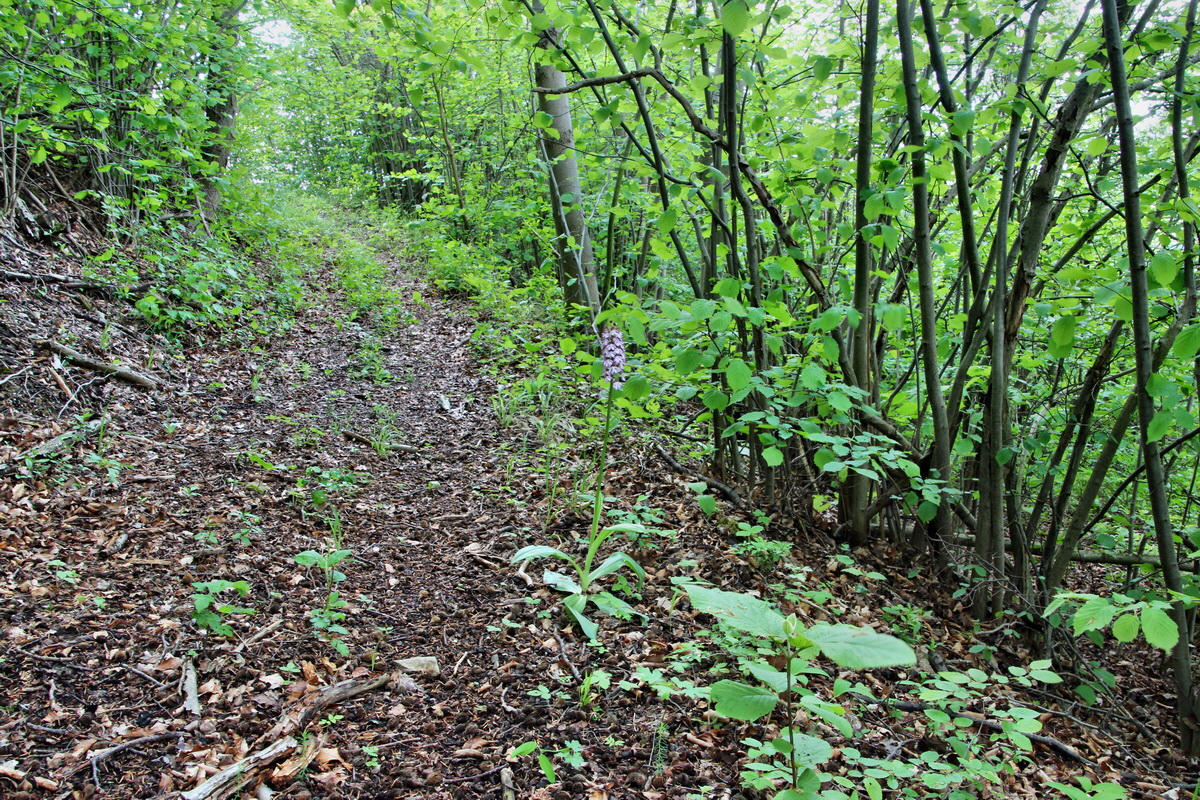 2014_05_03_00041859p_Bildgr��e �ndern