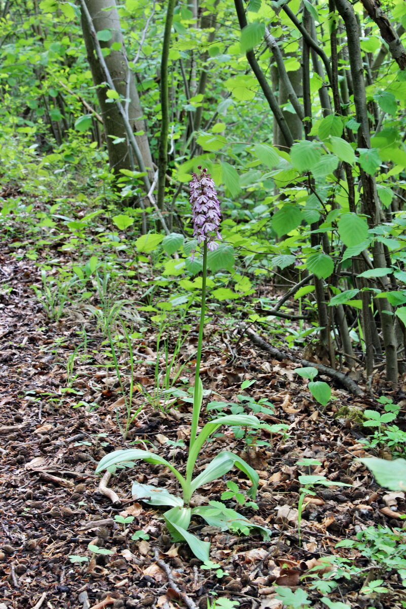 2014_05_03_00041861p_Bildgr��e �ndern