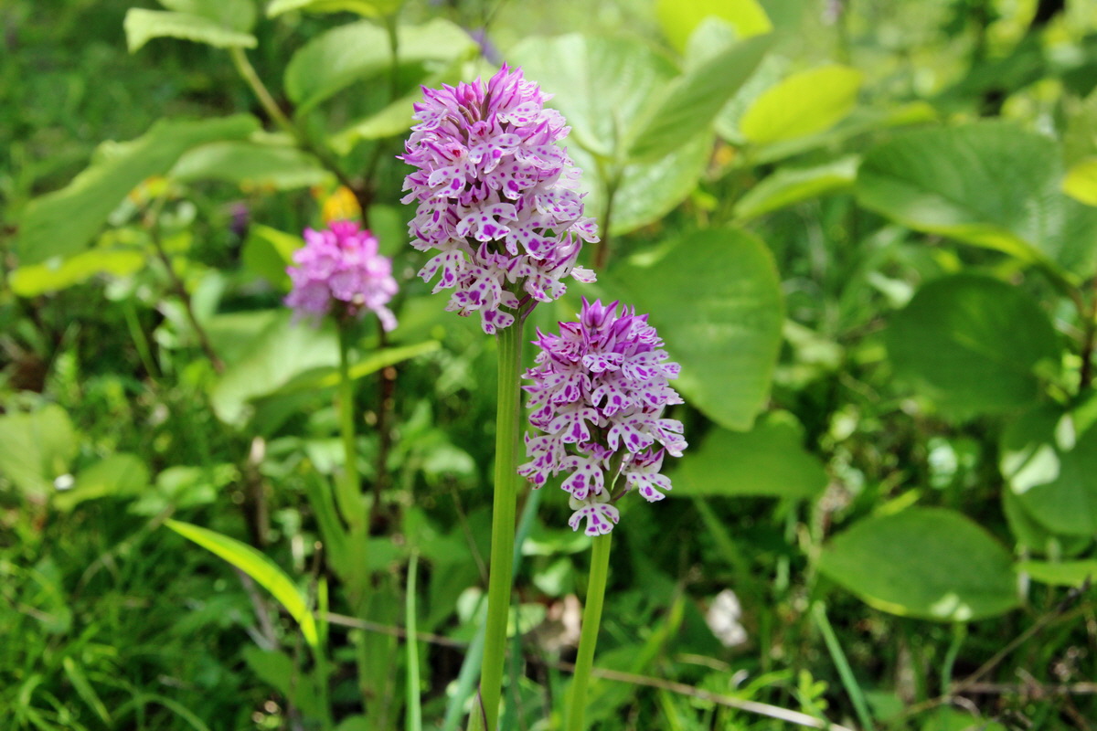 2014_05_03_00041883p_Bildgr��e �ndern