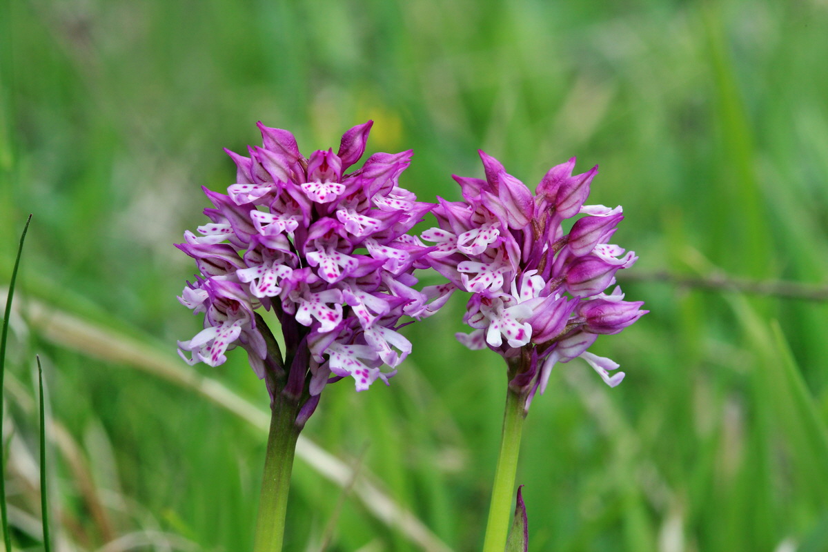 2014_05_03_00041947p_Bildgr��e �ndern