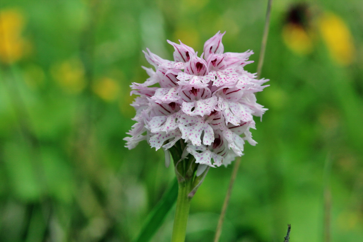 2014_05_03_00041950p_Bildgr��e �ndern