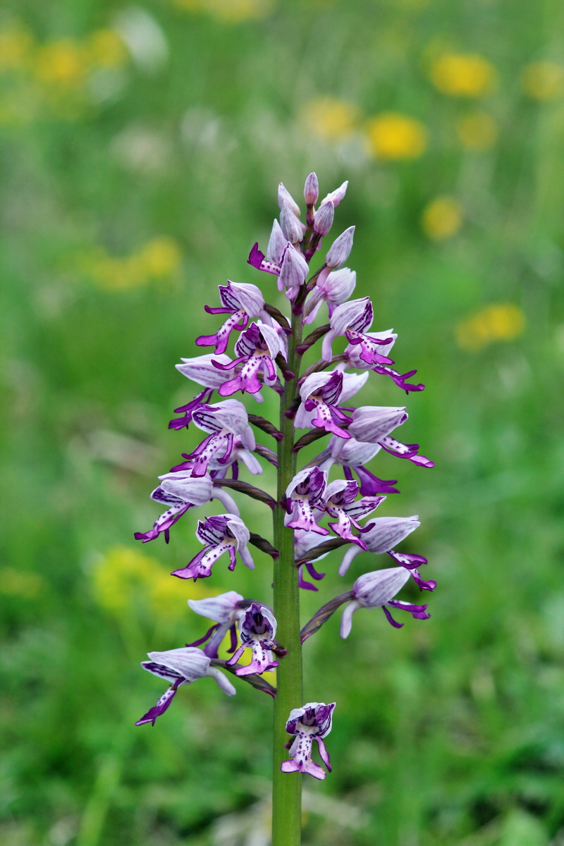 2014_05_03_00042012p_Bildgr��e �ndern