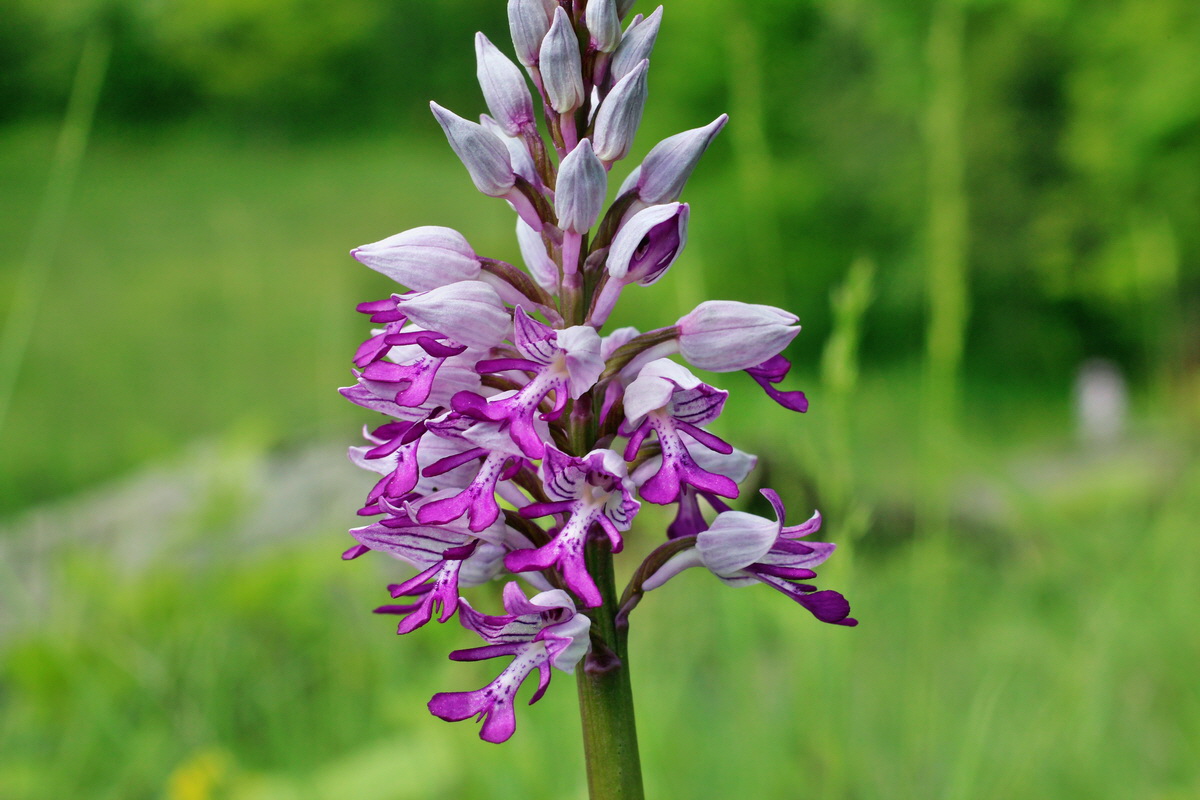 2014_05_03_00042028p_Bildgr��e �ndern