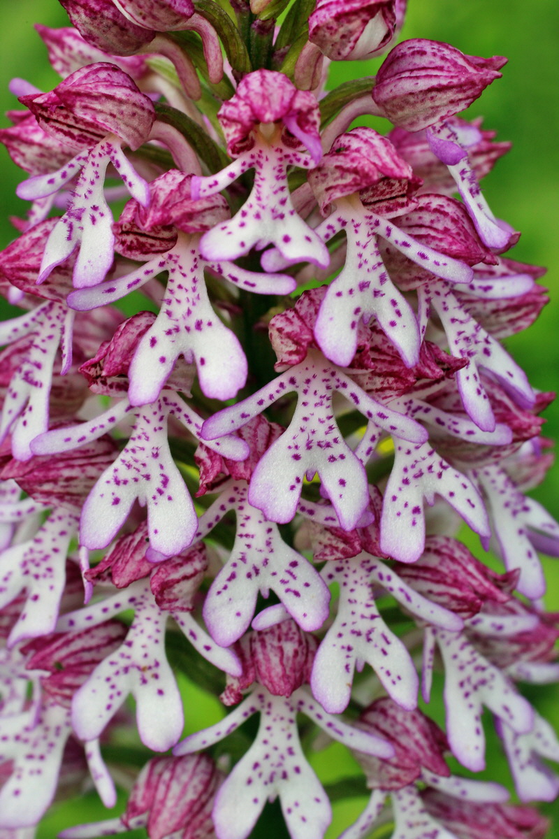 2014_05_03_00042031p_Bildgr��e �ndern