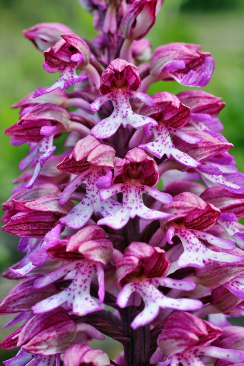 2014_05_03_00042055p_Bildgr��e �ndern