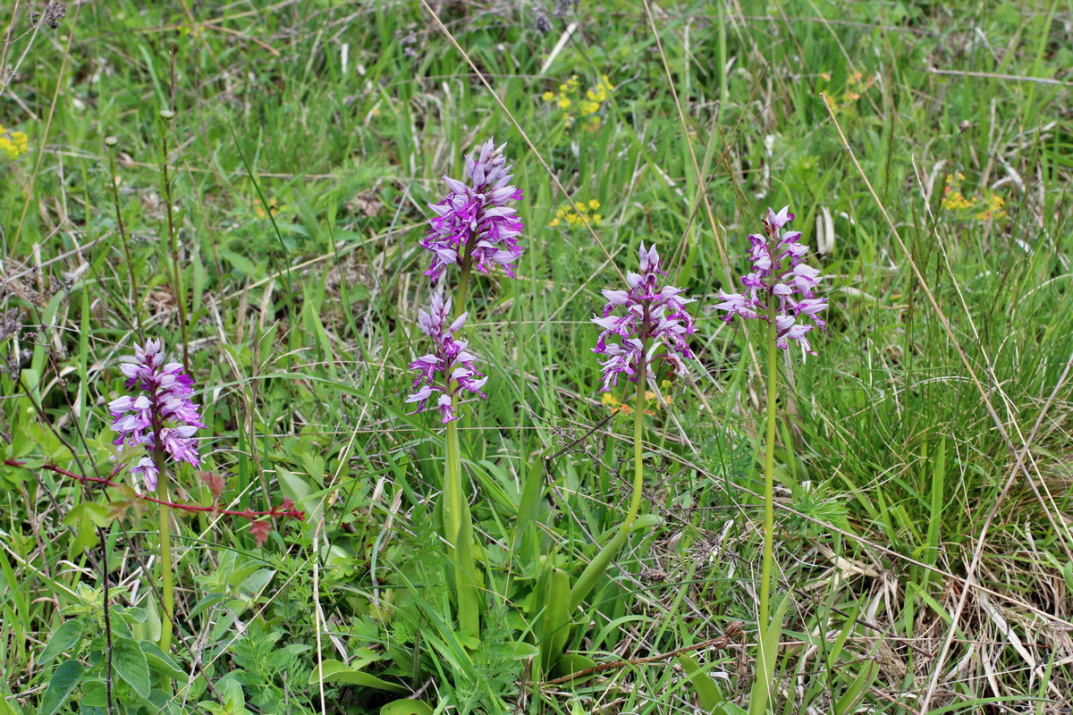 2014_05_03_00042073p_Bildgr��e �ndern