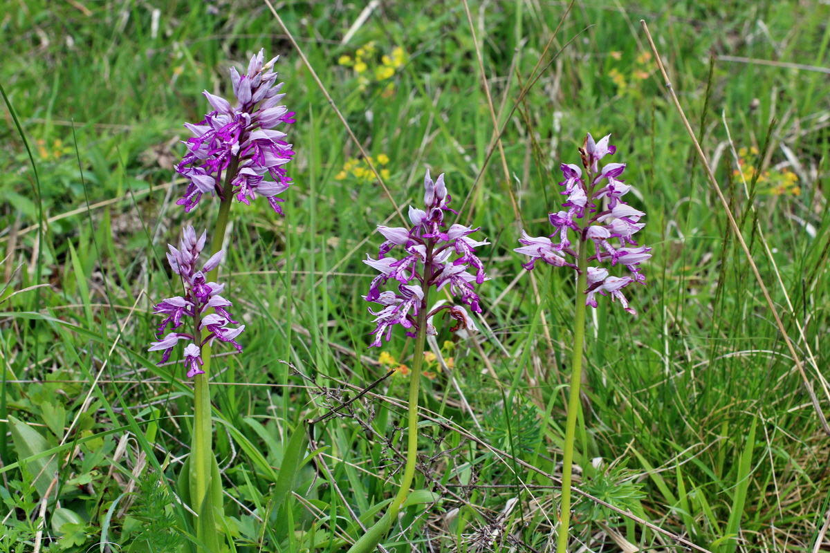 2014_05_03_00042076p_Bildgr��e �ndern