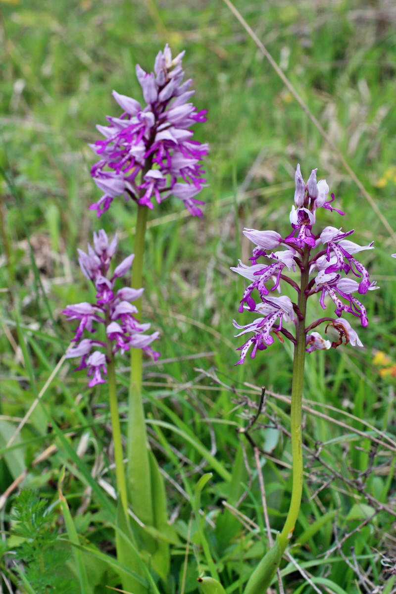 2014_05_03_00042078p_Bildgr��e �ndern