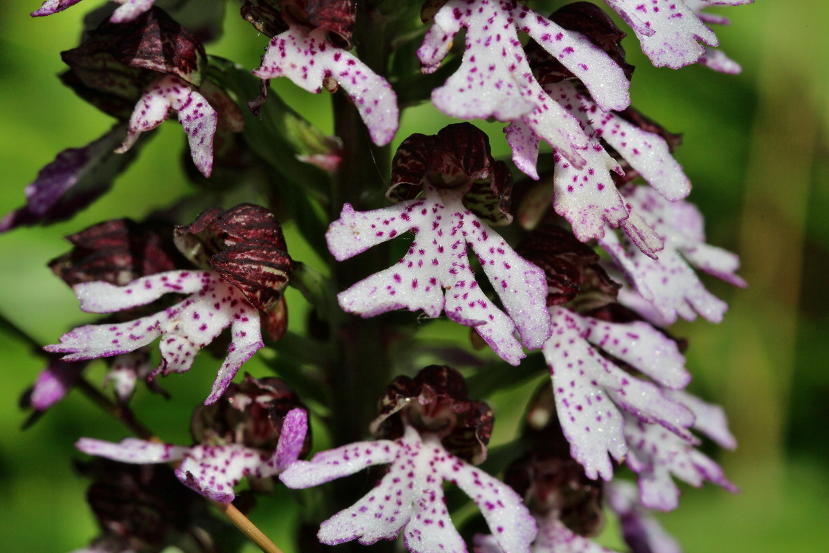 2014_05_05_00042346p_Bildgr��e �ndern