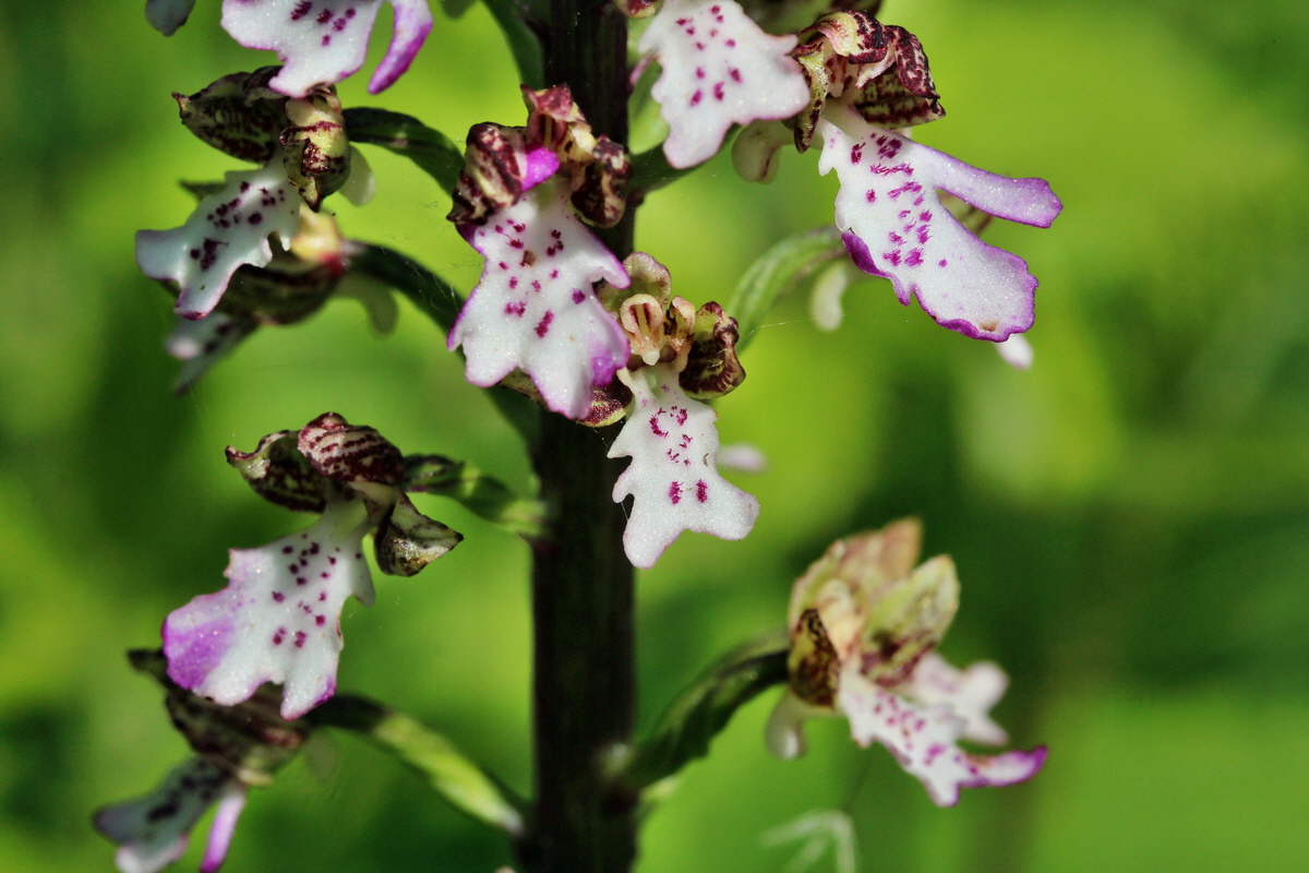 2014_05_05_00042367p_Bildgr��e �ndern