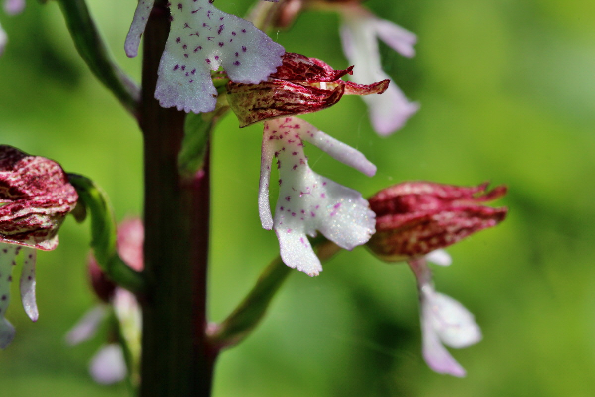 2014_05_05_00042388p_Bildgr��e �ndern