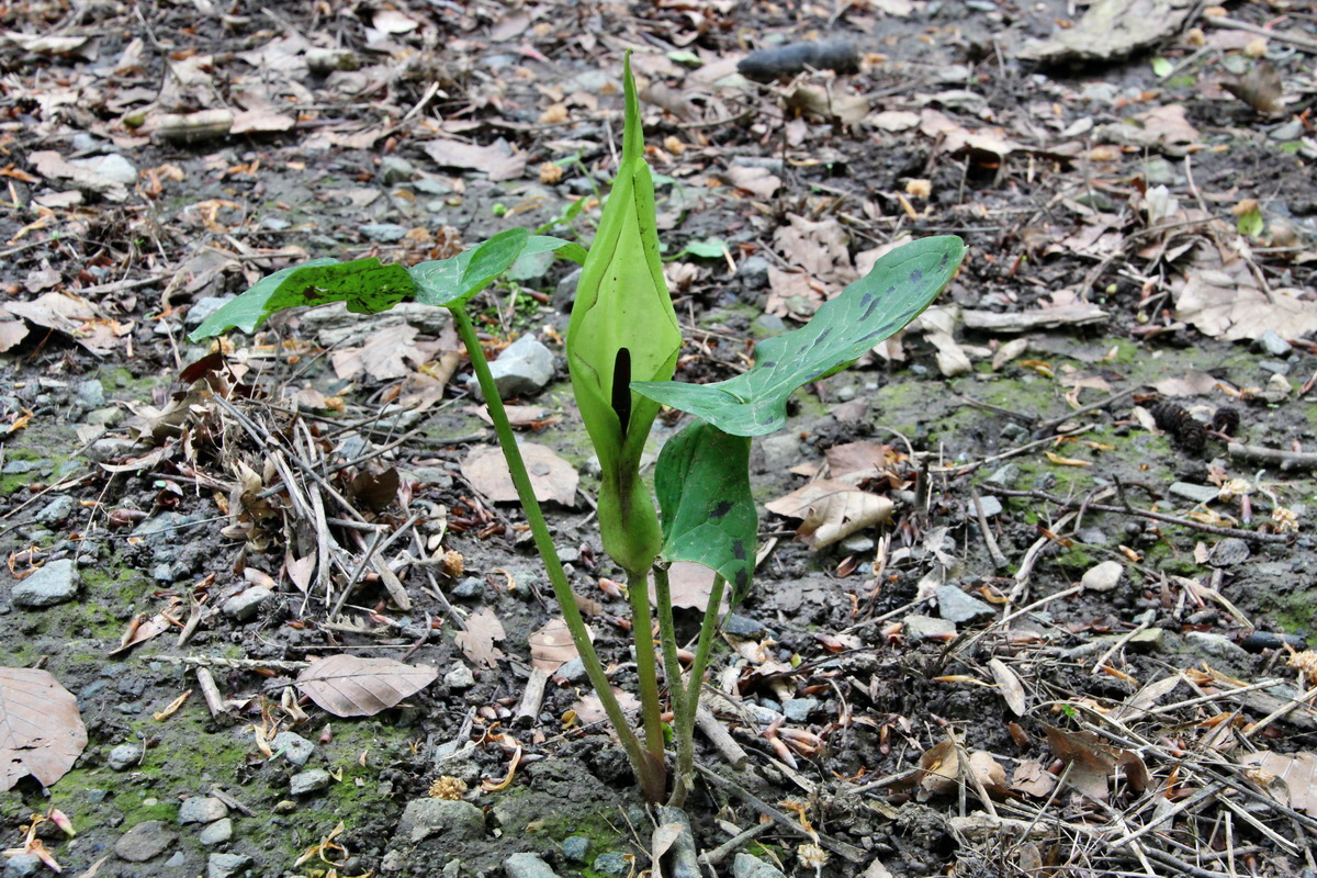 2014_05_06_00042531p_Bildgr��e �ndern