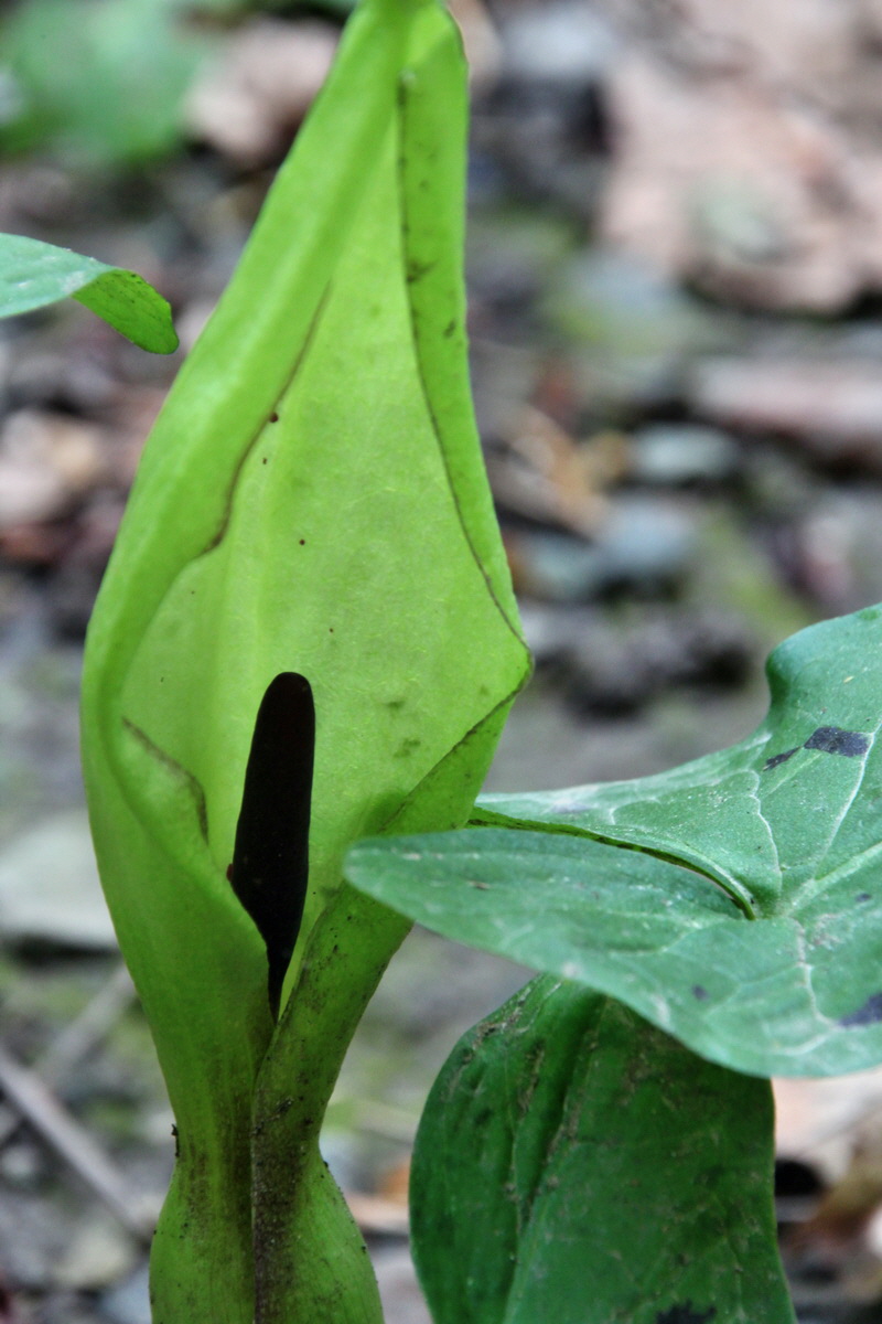 2014_05_06_00042549p_Bildgr��e �ndern