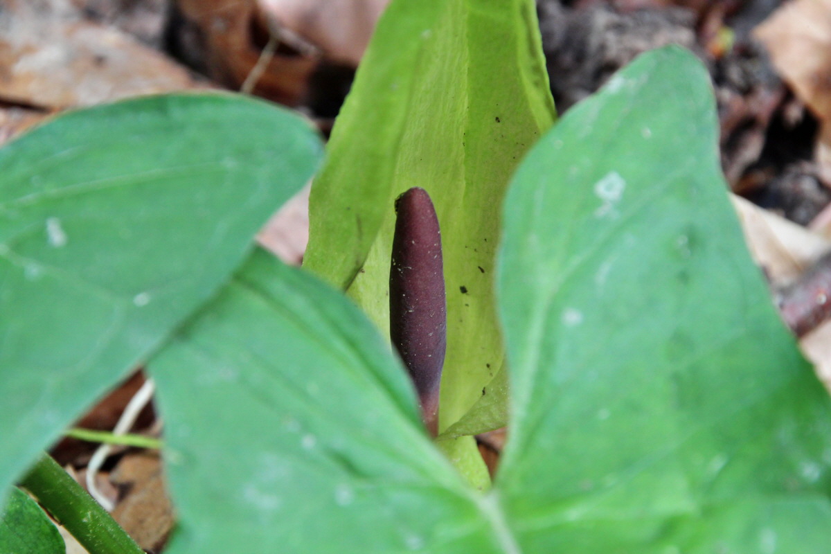 2014_05_06_00042557p_Bildgr��e �ndern