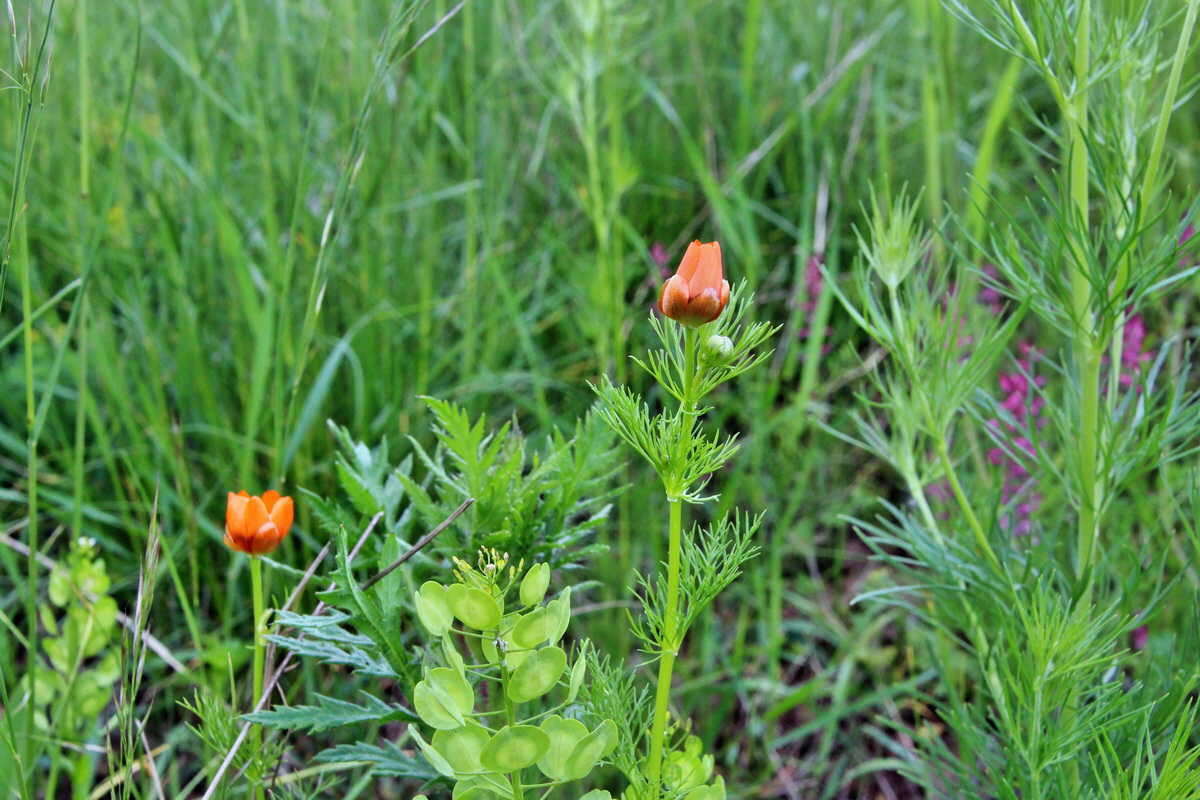 2014_05_06_00042561p_Bildgr��e �ndern