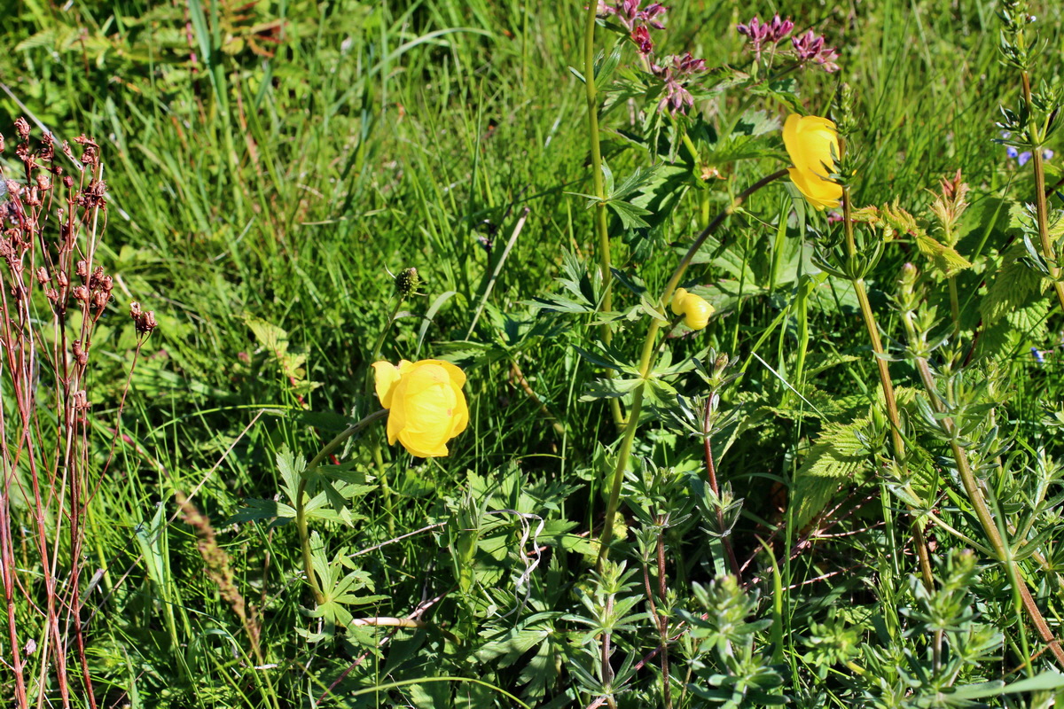 2014_05_16_00042619p_Bildgr��e �ndern