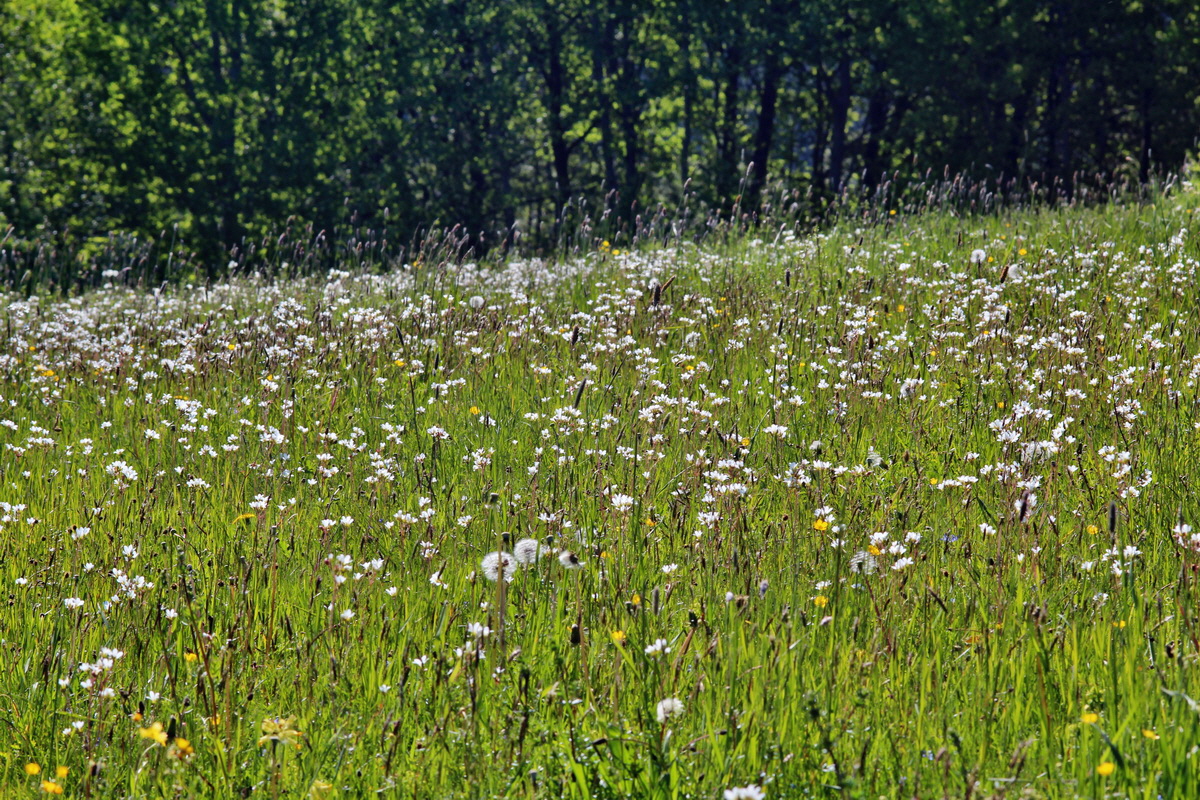 2014_05_16_00042658p_Bildgr��e �ndern