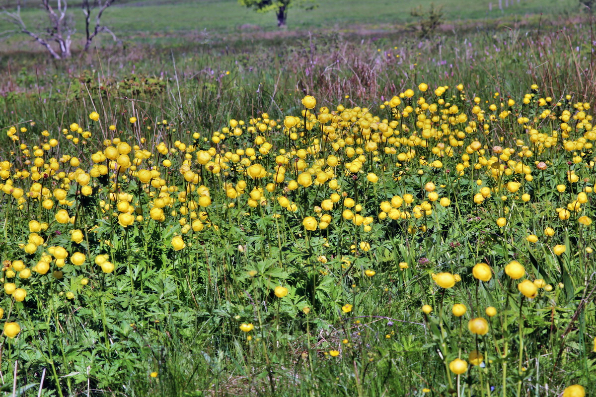 2014_05_16_00042709p_Bildgr��e �ndern