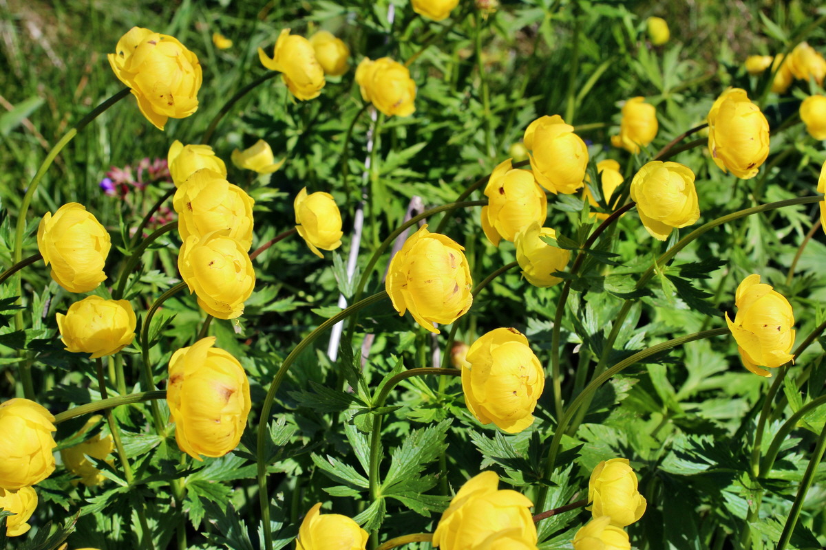 2014_05_16_00042757p_Bildgr��e �ndern