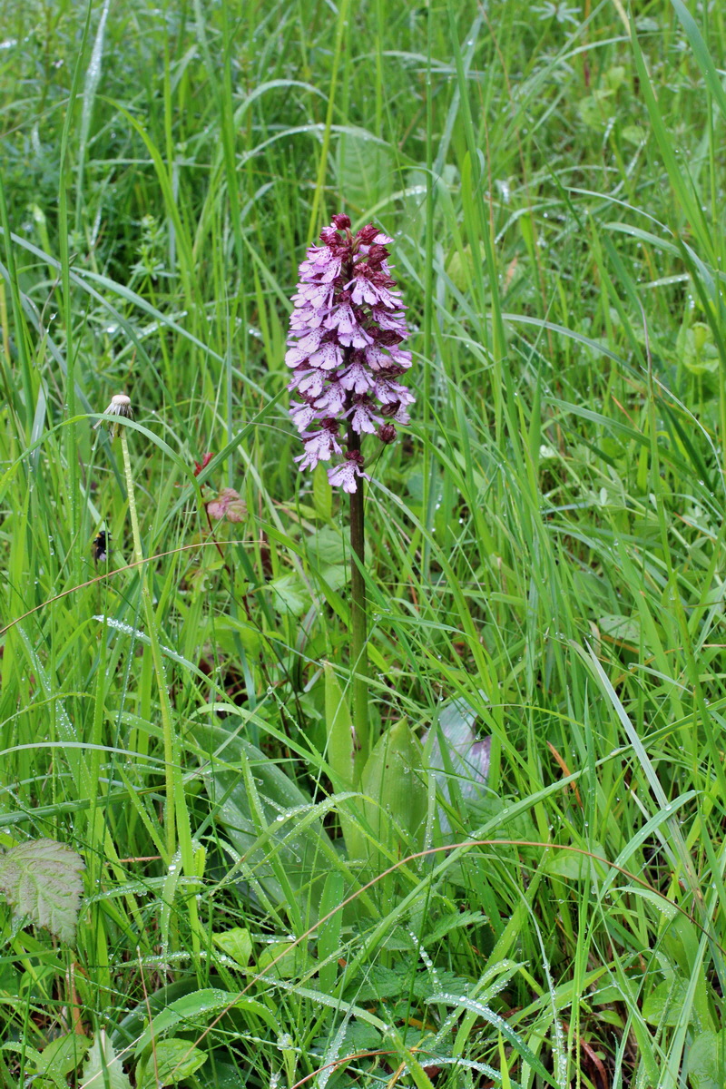 2014_05_19_00042944p_Bildgr��e �ndern