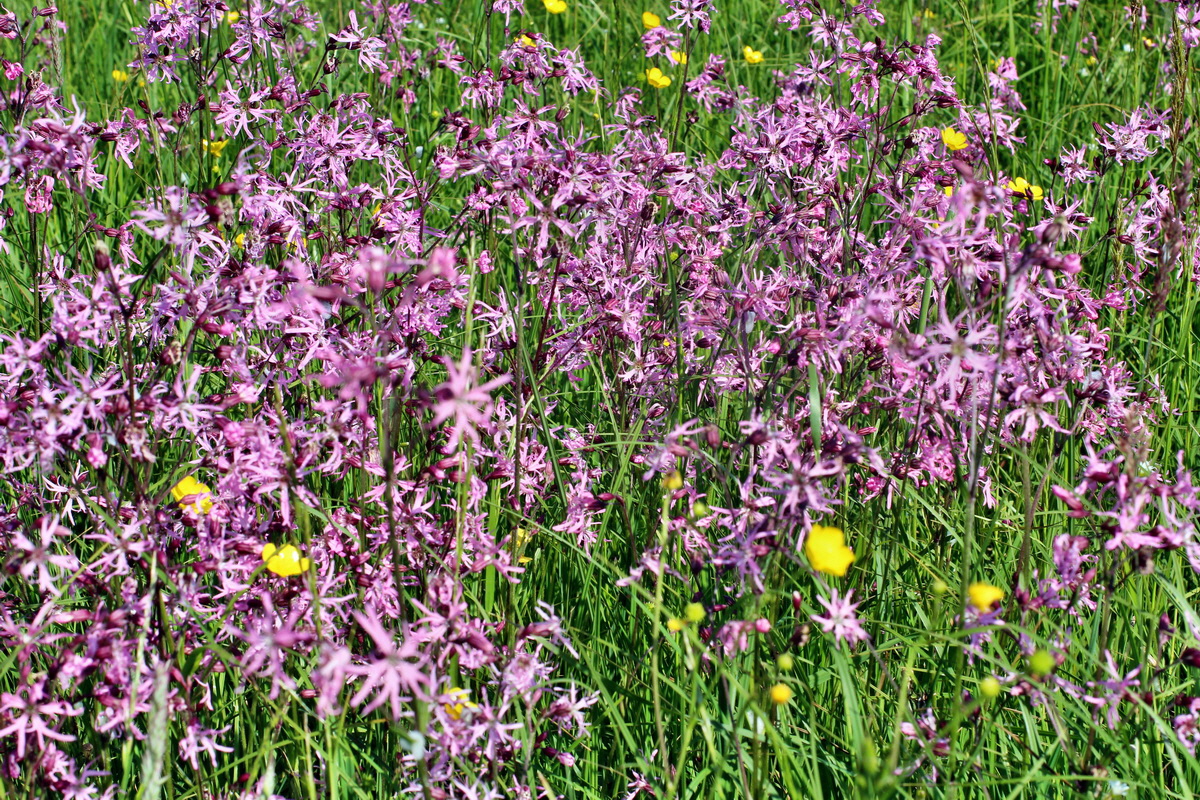 2014_05_20_00043244p_Bildgr��e �ndern