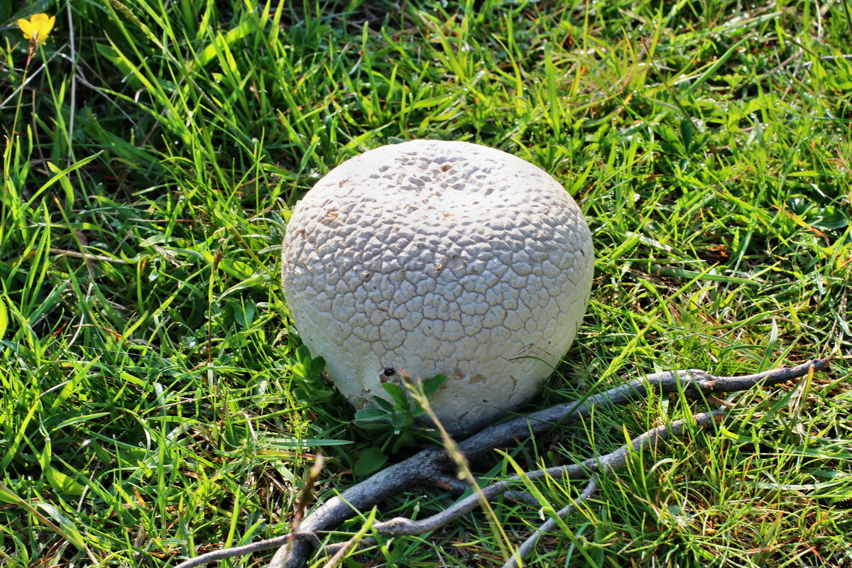 2014_05_21_00043366p_Bildgr��e �ndern