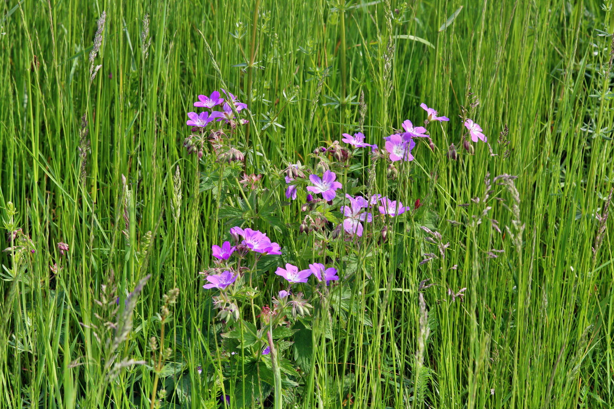 2014_05_25_00043674p_Bildgr��e �ndern