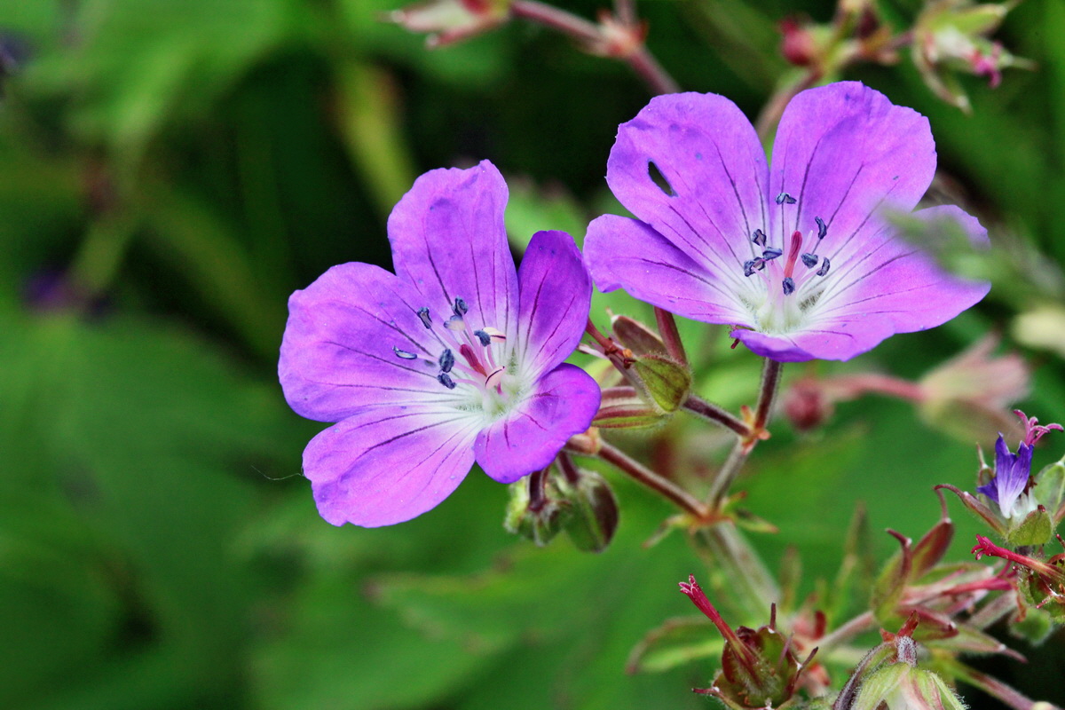 2014_05_25_00043676p_Bildgr��e �ndern