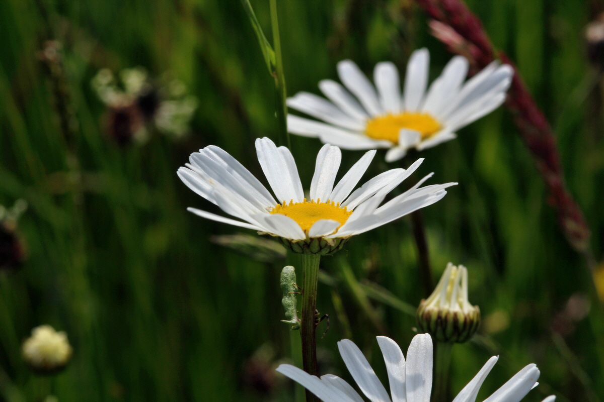 2014_05_25_00043702p_Bildgr��e �ndern