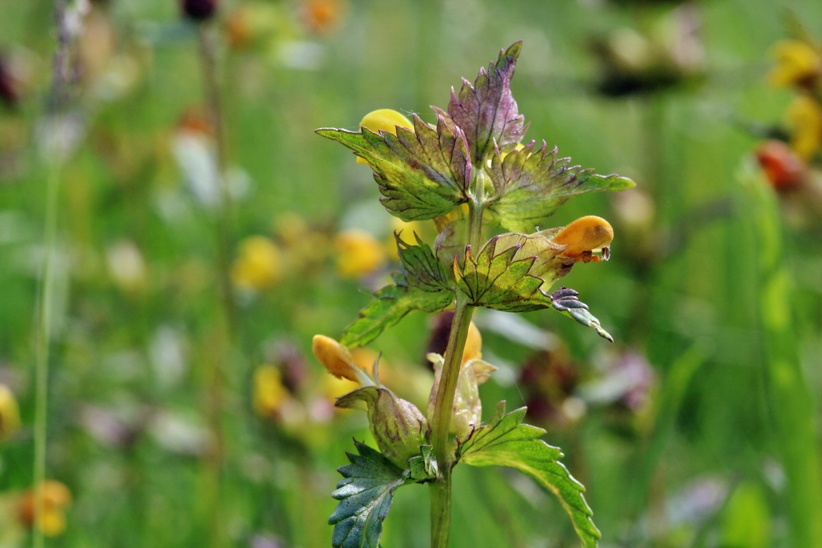 2014_05_25_00043715p_Bildgr��e �ndern