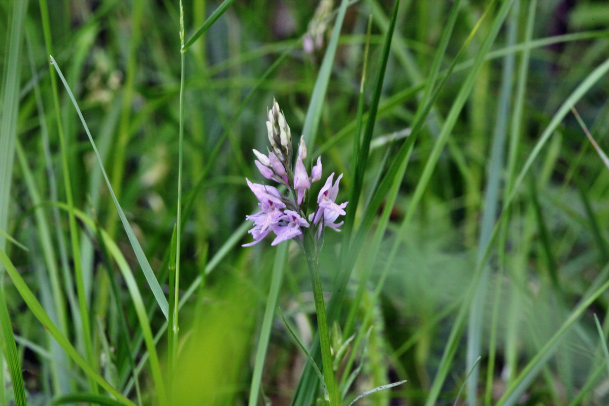 2014_05_26_00043750p_Bildgr��e �ndern