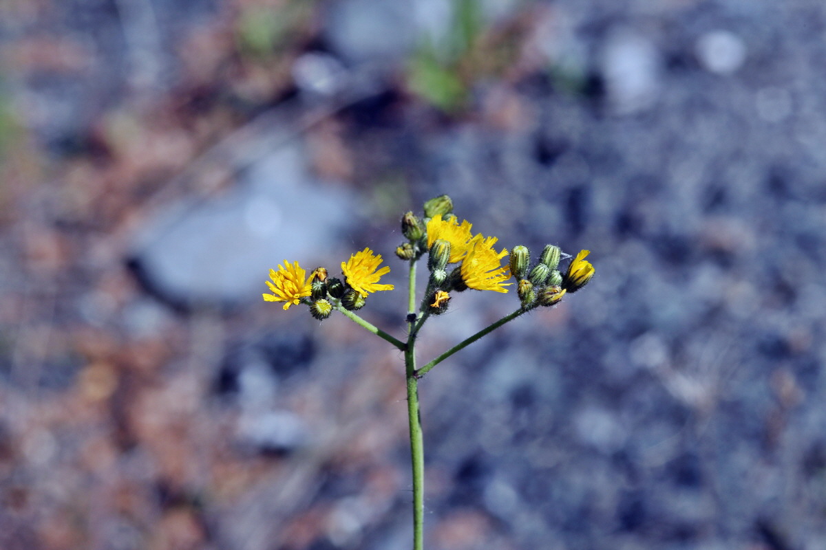 2014_05_26_00043770p_Bildgr��e �ndern