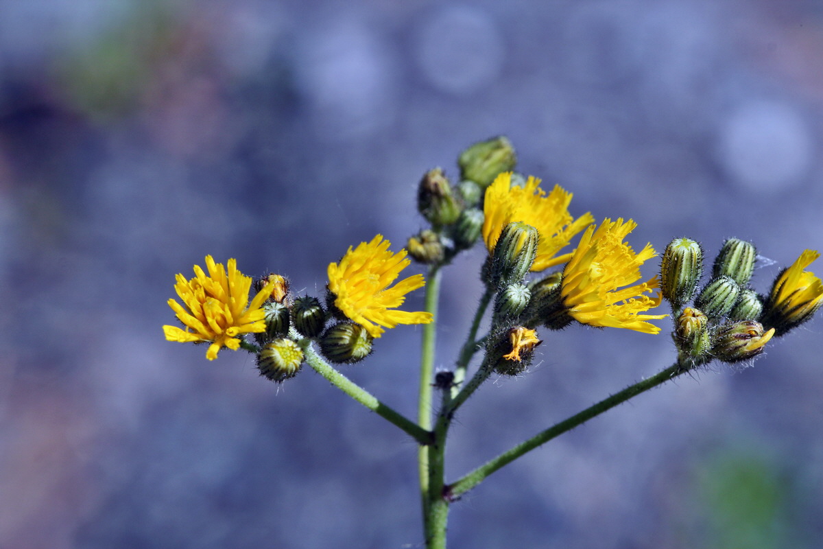 2014_05_26_00043773p_Bildgr��e �ndern