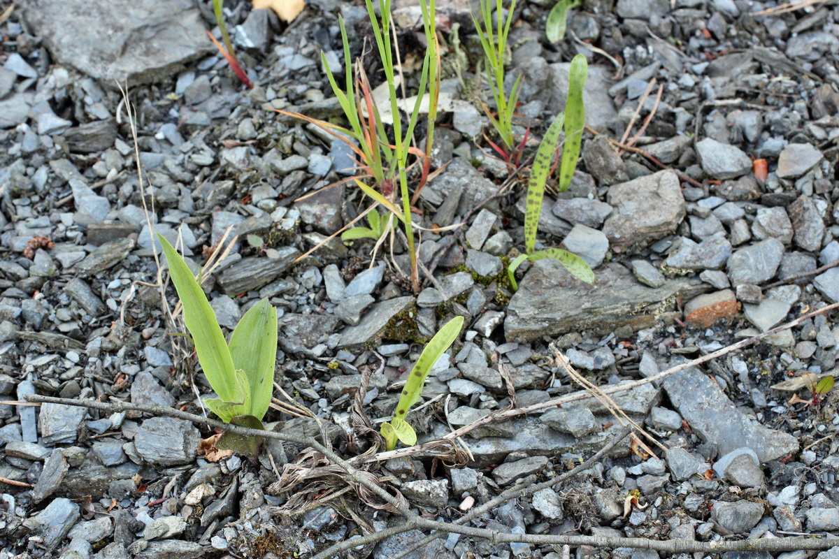 2014_05_26_00043806p_Bildgr��e �ndern