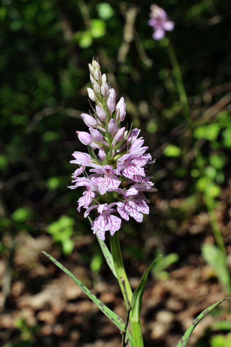 2014_05_26_00043839p_Bildgr��e �ndern