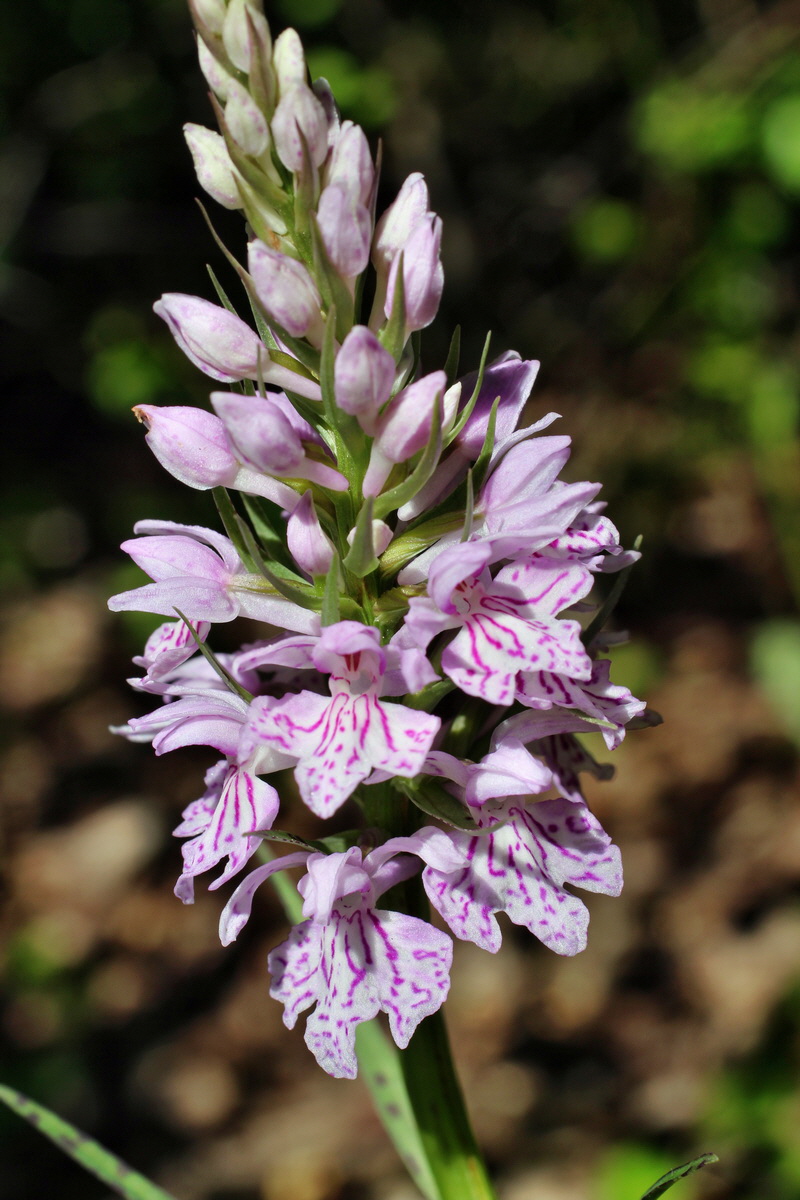 2014_05_26_00043841p_Bildgr��e �ndern