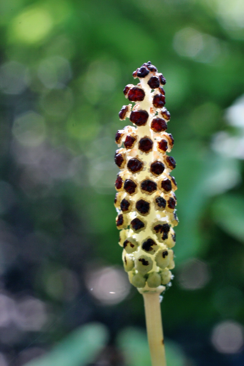 2014_05_26_00043856p_Bildgr��e �ndern