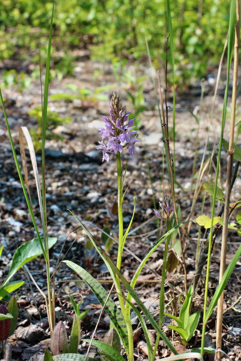 2014_05_26_00043863p_Bildgr��e �ndern