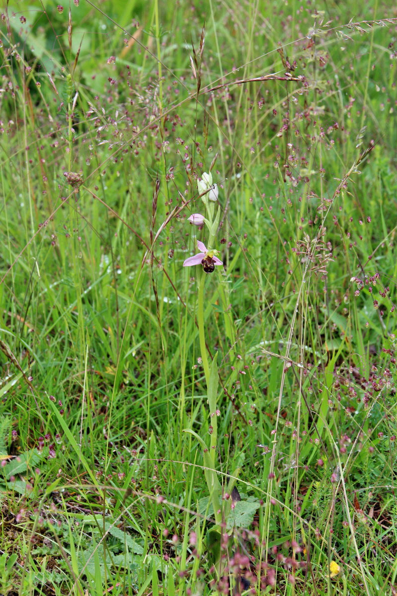 2014_05_29_00043946p_Bildgr��e �ndern