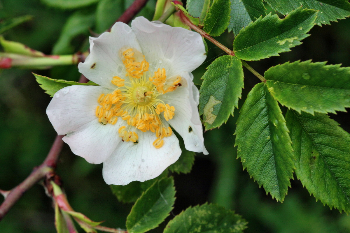 2014_05_29_00043973p_Bildgr��e �ndern