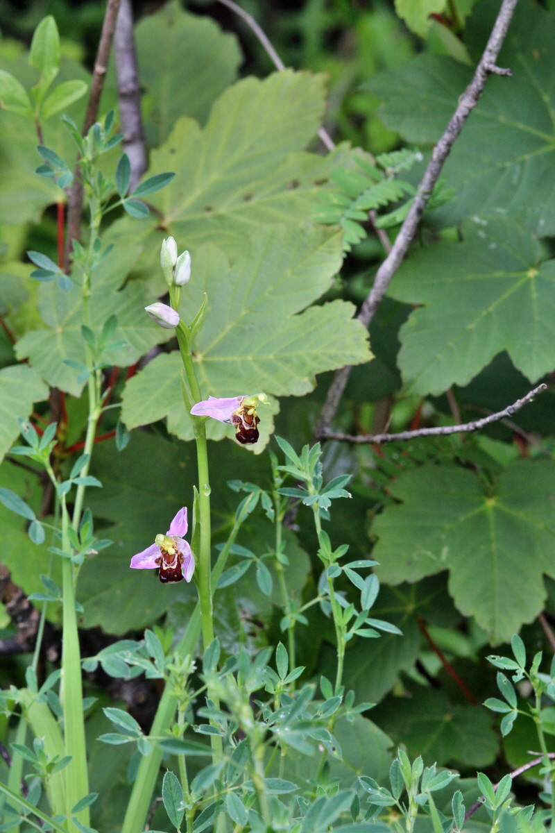 2014_05_29_00043975p_Bildgr��e �ndern