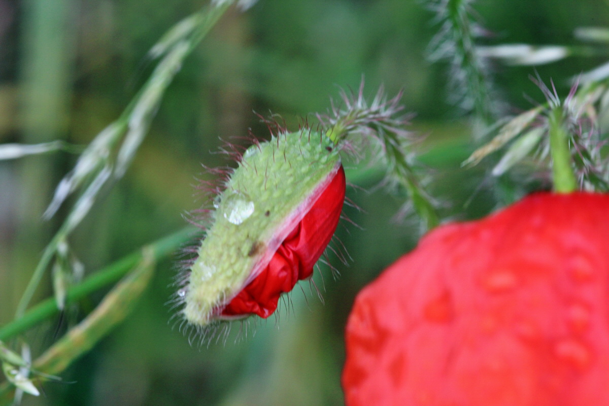 2014_05_29_00043998p_Bildgr��e �ndern