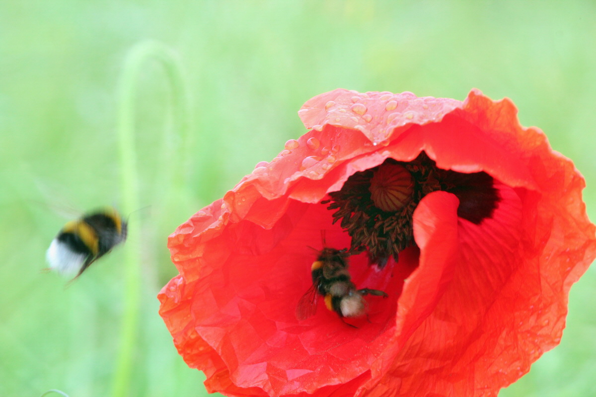 2014_05_29_00044028p_Bildgr��e �ndern