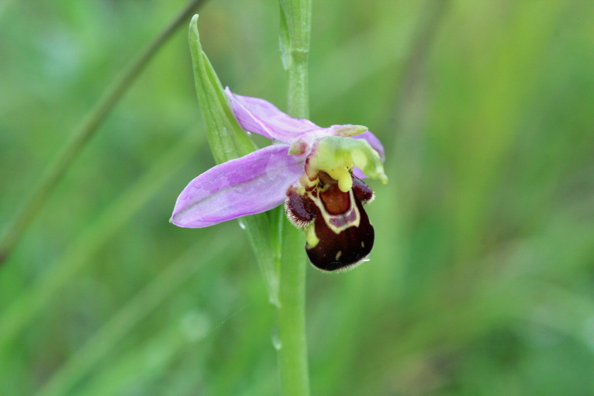 2014_05_29_00044061p_Bildgr��e �ndern