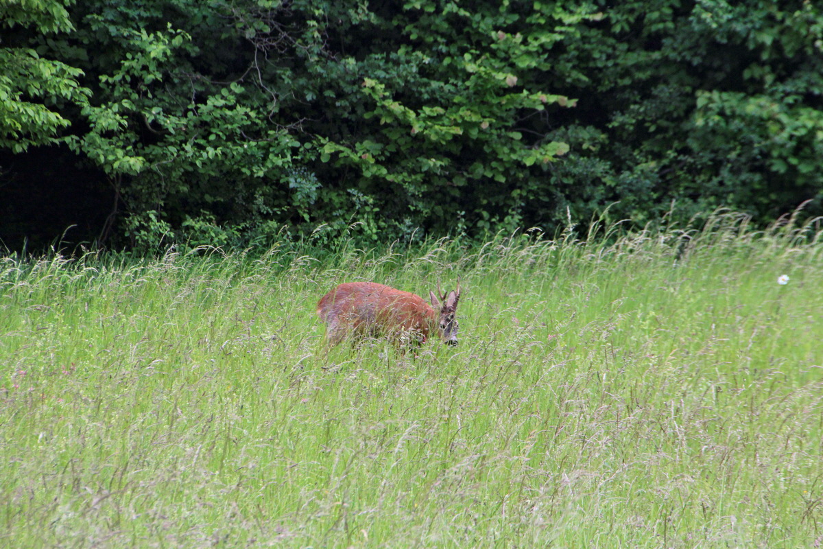 2014_05_29_00044103p_Bildgr��e �ndern