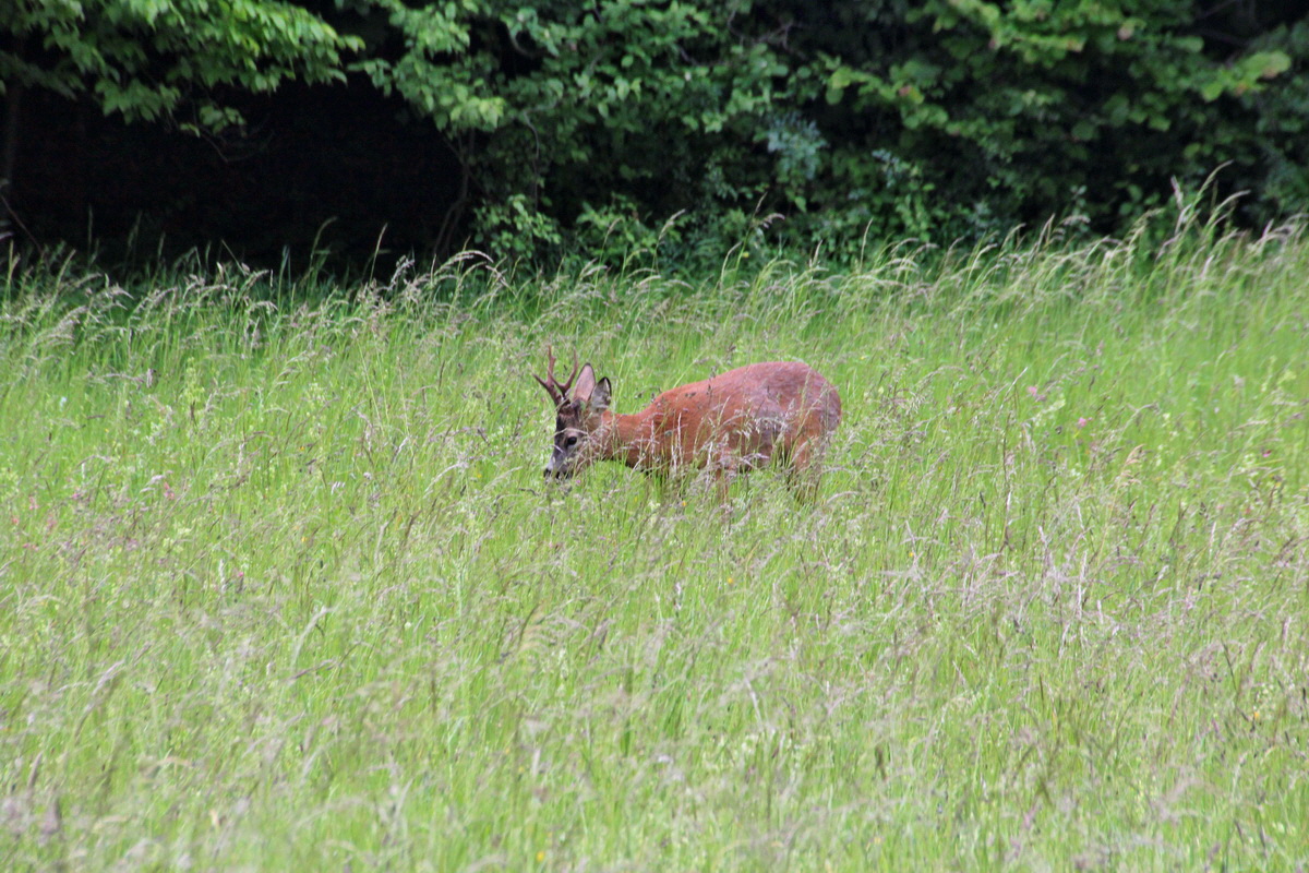 2014_05_29_00044112p_Bildgr��e �ndern