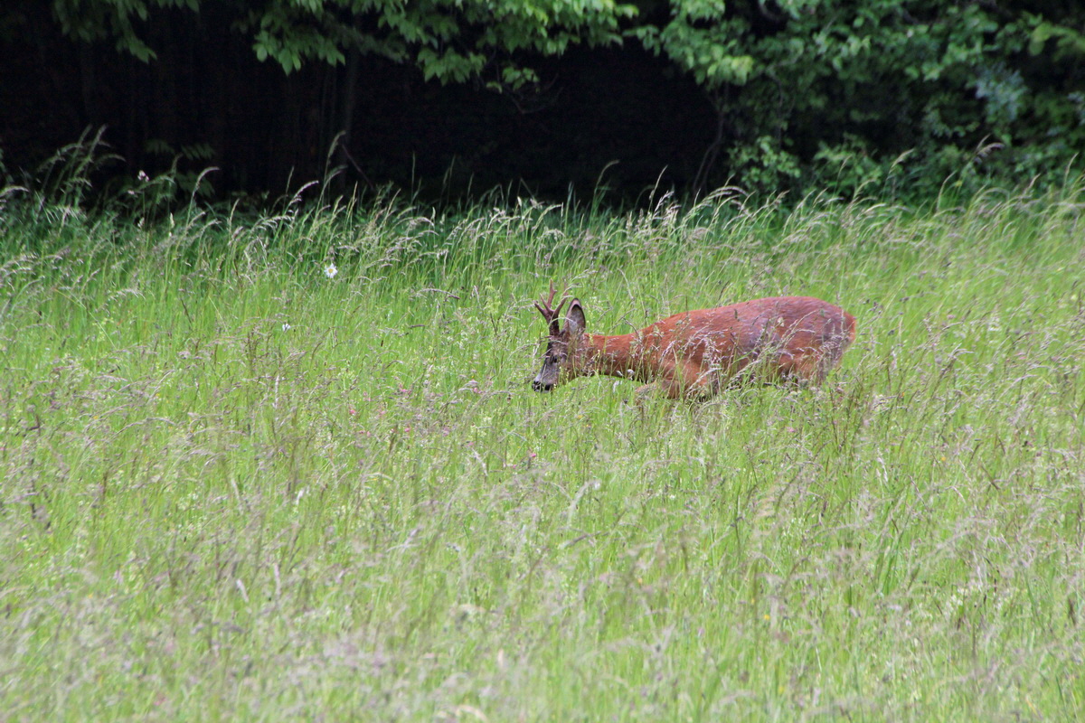 2014_05_29_00044116p_Bildgr��e �ndern